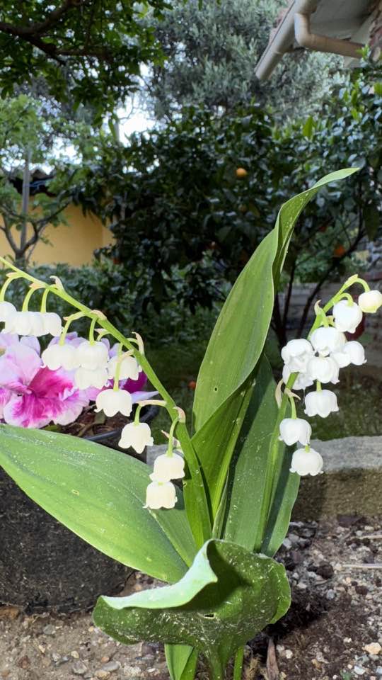 Elections municipales Cabestany 2026 – Jean-Pierre BRAZES